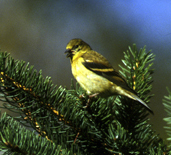 yellowfinch